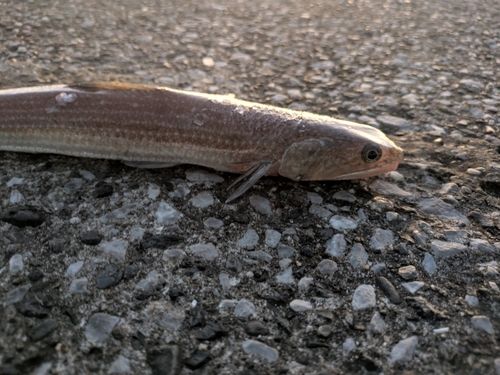 エソの釣果