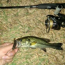 ラージマウスバス