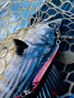 ハガツオの釣果