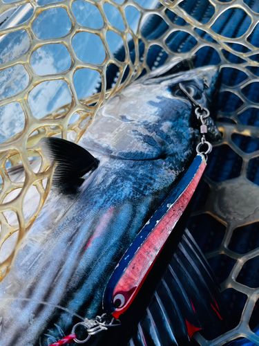 ハガツオの釣果