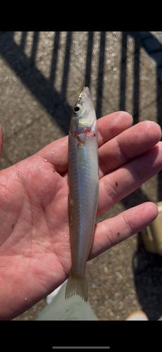 シロギスの釣果