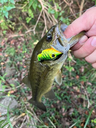 ラージマウスバスの釣果