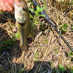 ラージマウスバス