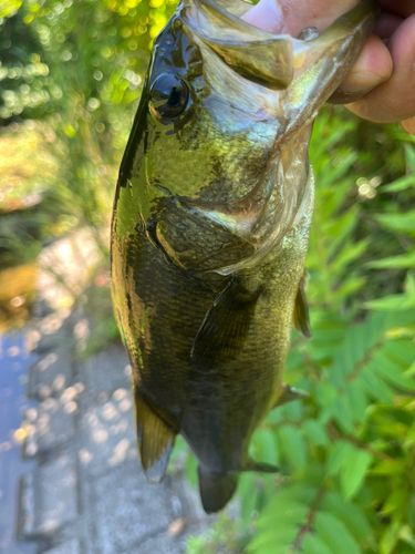 ラージマウスバスの釣果