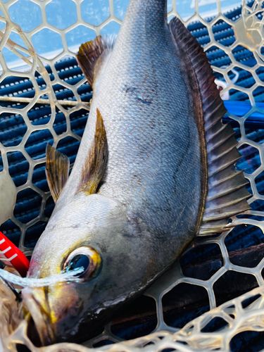 イサキの釣果