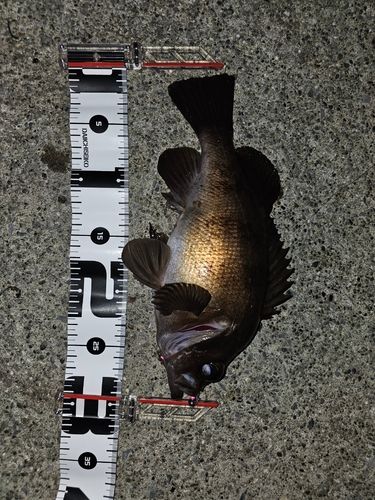 メバルの釣果
