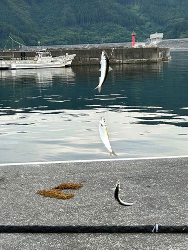 サッパの釣果