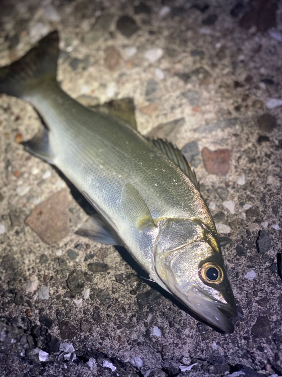 セイゴ（ヒラスズキ）