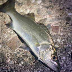 セイゴ（ヒラスズキ）