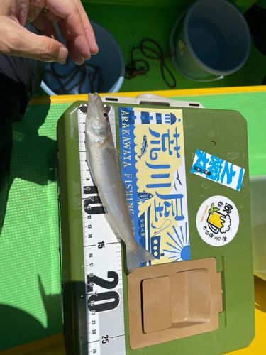 シロギスの釣果