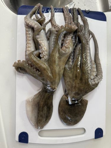 タコの釣果