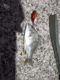 キビレの釣果