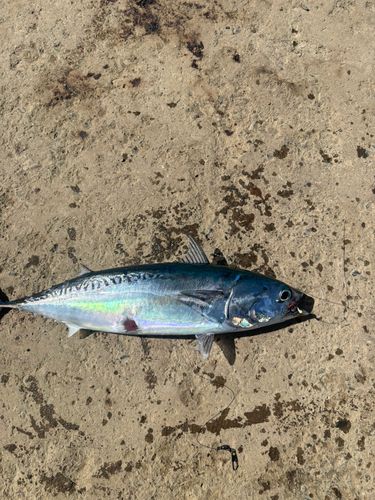 マルソウダの釣果