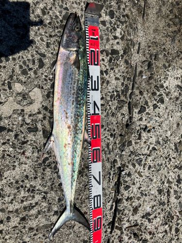 サワラの釣果