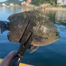 クチブトグレ