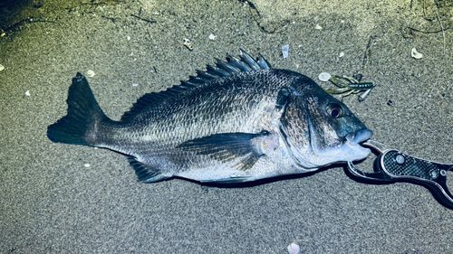 クロダイの釣果