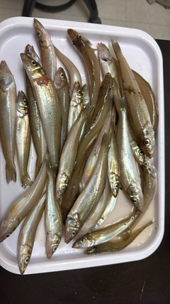 キスの釣果
