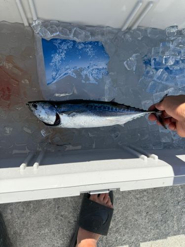 ソウダガツオの釣果