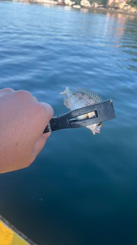 チャリコの釣果