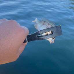チャリコ
