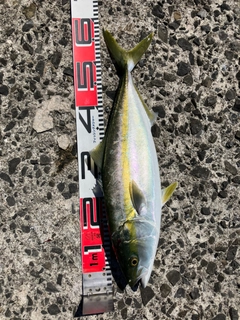 ハマチの釣果