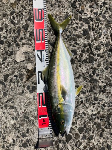 ハマチの釣果