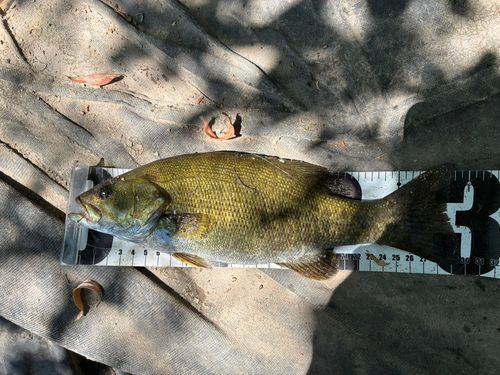 スモールマウスバスの釣果