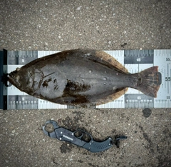 ヒラメの釣果
