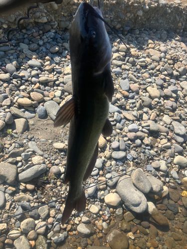 アメリカナマズの釣果