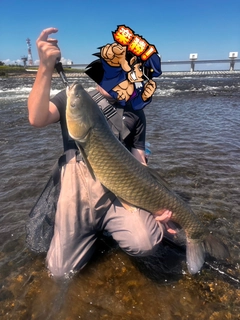 アオウオの釣果