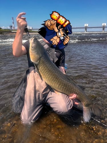 アオウオの釣果