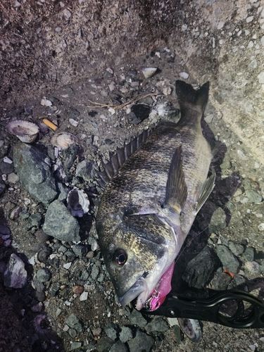 クロダイの釣果