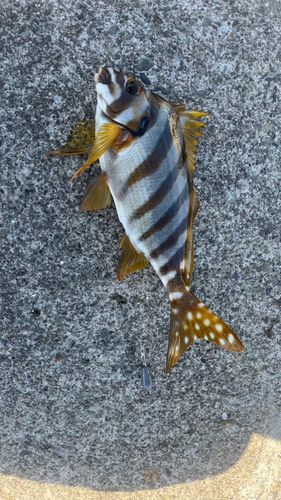 タカノハダイの釣果