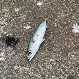 サバ