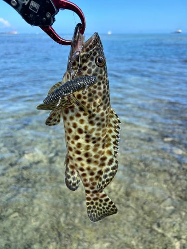 イシミーバイの釣果