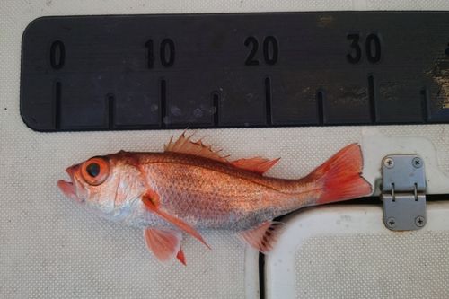 アカムツの釣果