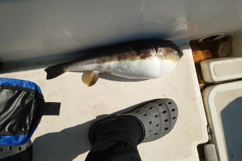 フグの釣果
