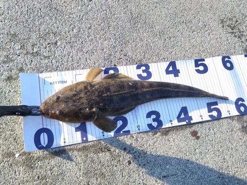 マゴチの釣果