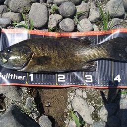 スモールマウスバス