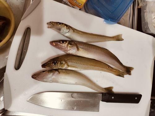 キスの釣果