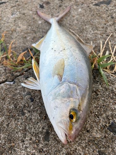 ネリゴの釣果