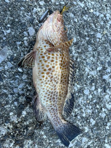 オオモンハタの釣果