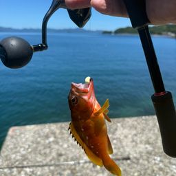 オオモンハタ