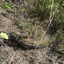 マナマズ