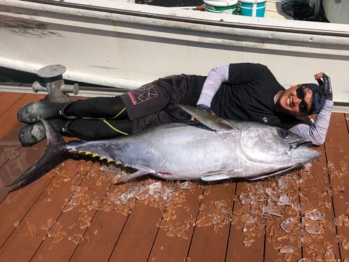 メバチマグロの釣果