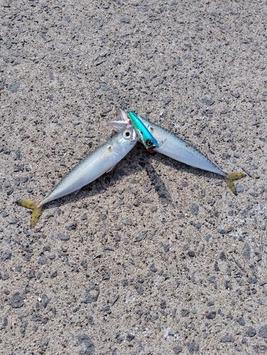 サバの釣果