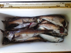 クロムツの釣果