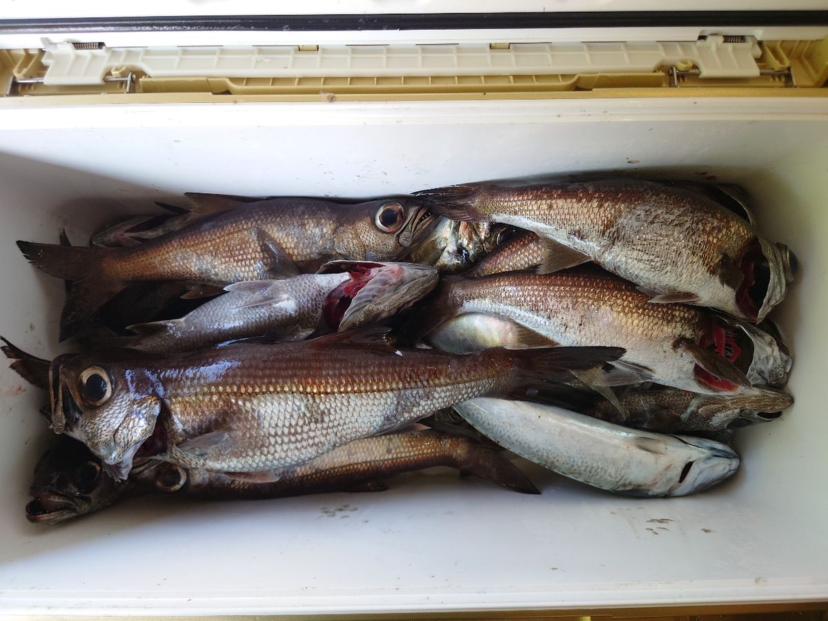 fujikingさんの釣果 1枚目の画像