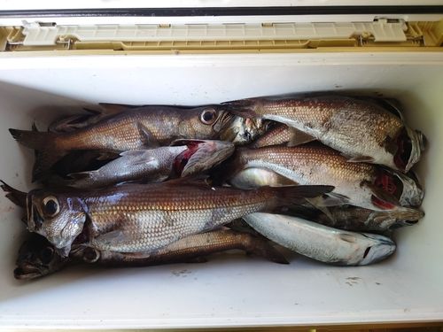 クロムツの釣果