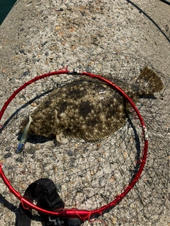 ヒラメの釣果